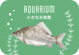 小さな水族館